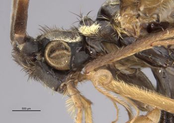 Media type: image;   Entomology 11799 Aspect: head lateral view